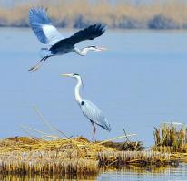 Egrets in Sand Lake Ningxia